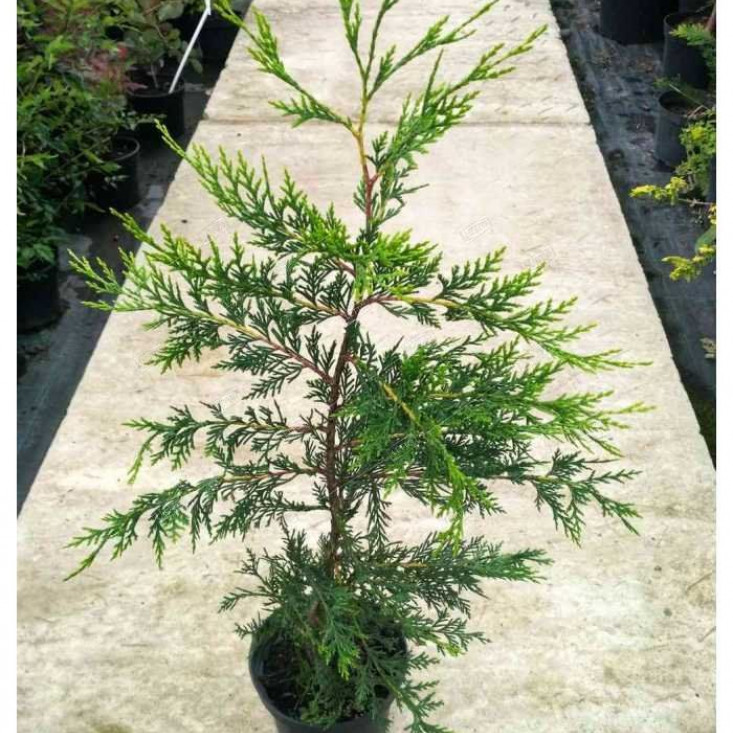 Комплект 5шт / Кипарисовик Лейланда (сеянец до 20 см) - Отличное качество Комплект 5шт / Кипарисовик Лейланда (сеянец до 20 см) - Отличное качество