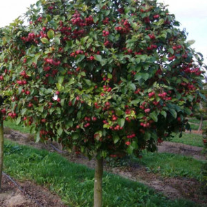 Саженцы Яблоня штамбовая Роял Бьюти