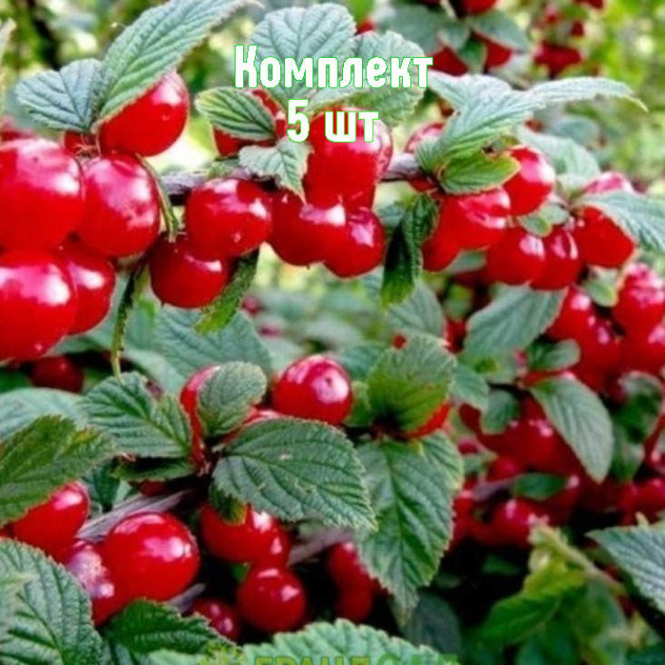 Комплект 5шт / Вишня войлочная Восточная Комплект 5шт / Вишня войлочная Восточная